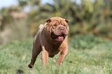 SHAR-PEI 213